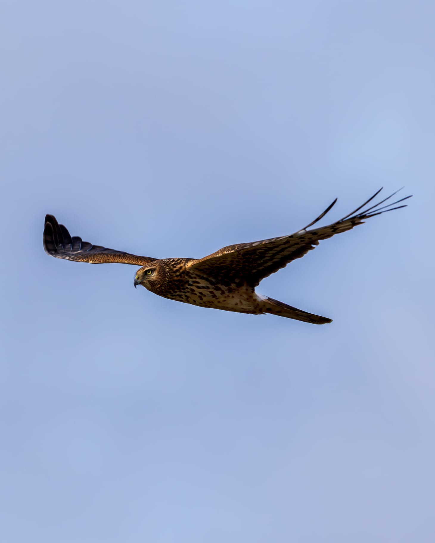 Eagles & Northern Harrier