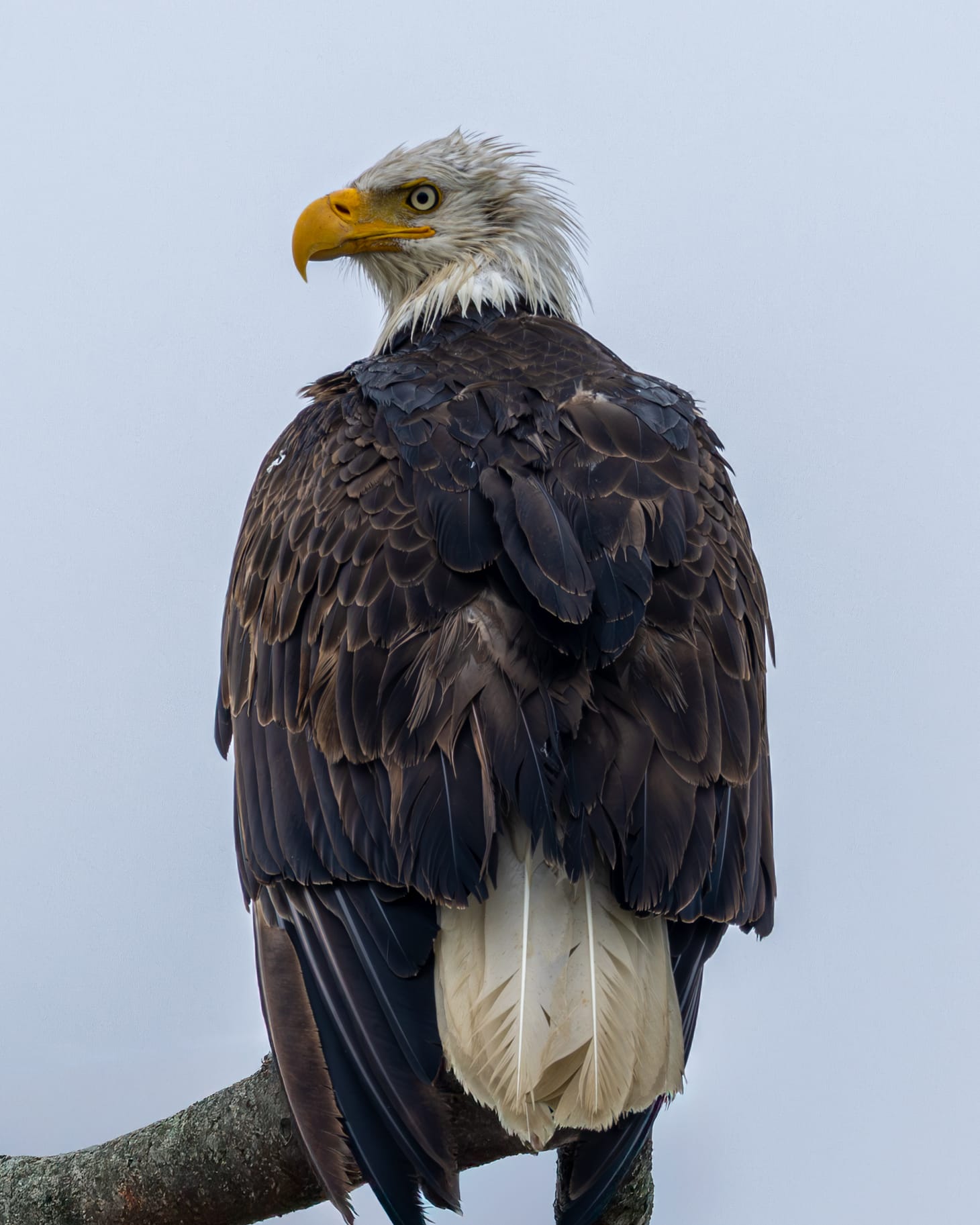 Rainy Day Bald Eagle