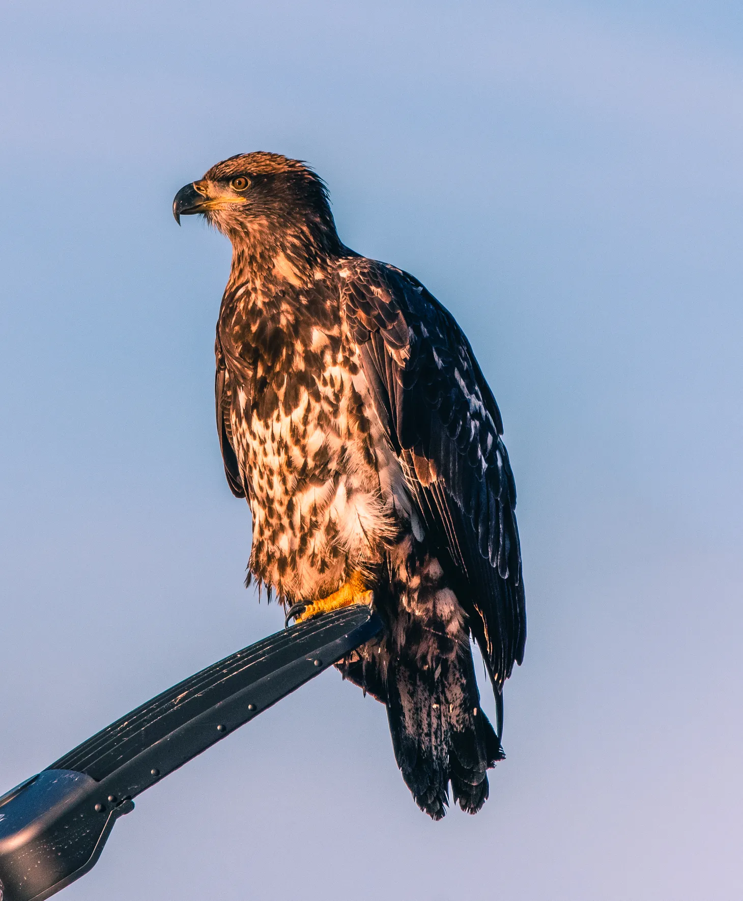 End of Year Eagle