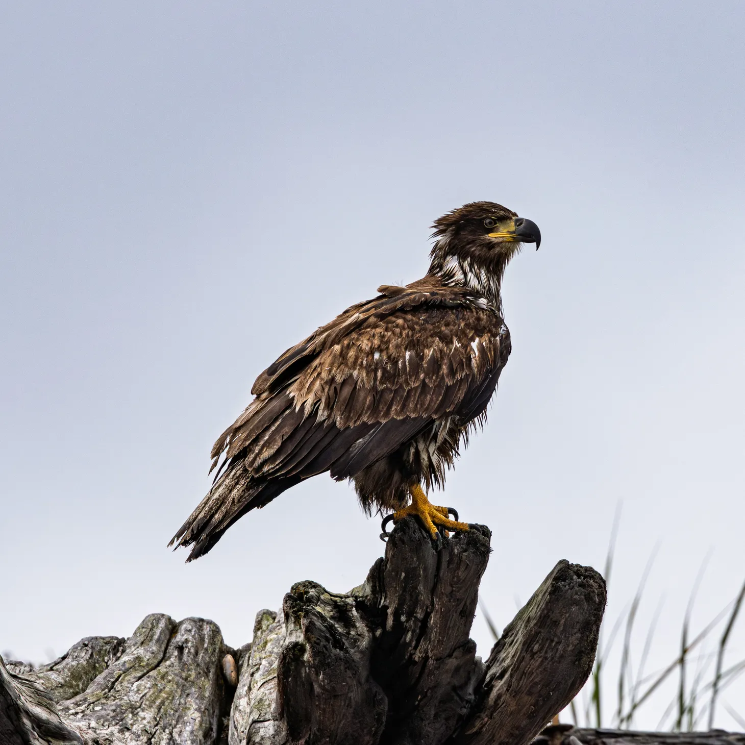 Eagles, Crows & a fast Barn Swallow